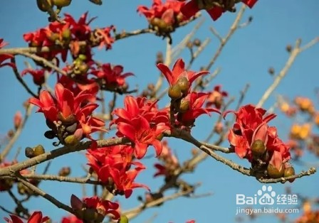 木棉花,一树能开几百朵,折点根枝就能扦插