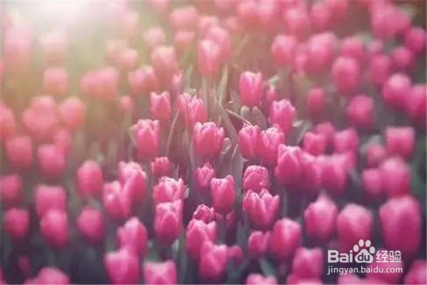 重庆赏花地图最全攻略必收藏-莫辜负这大好春光