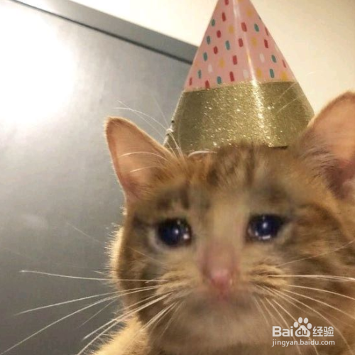 教大家如何抓野猫