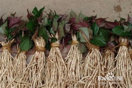 简述哪几种蔬菜虽然难吃但营养价值很高