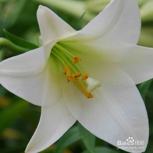 百合竹叶子发黄怎么办?