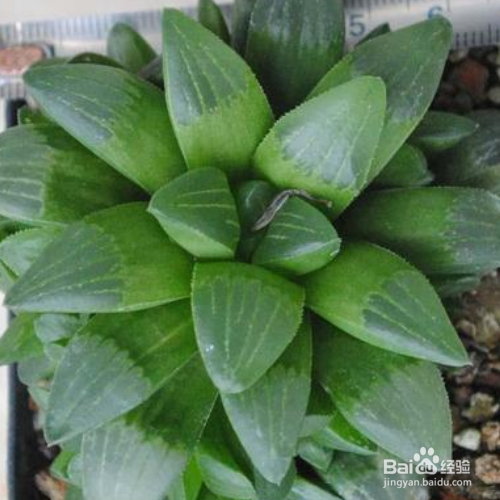 青鸟寿的养殖方法和注意事项