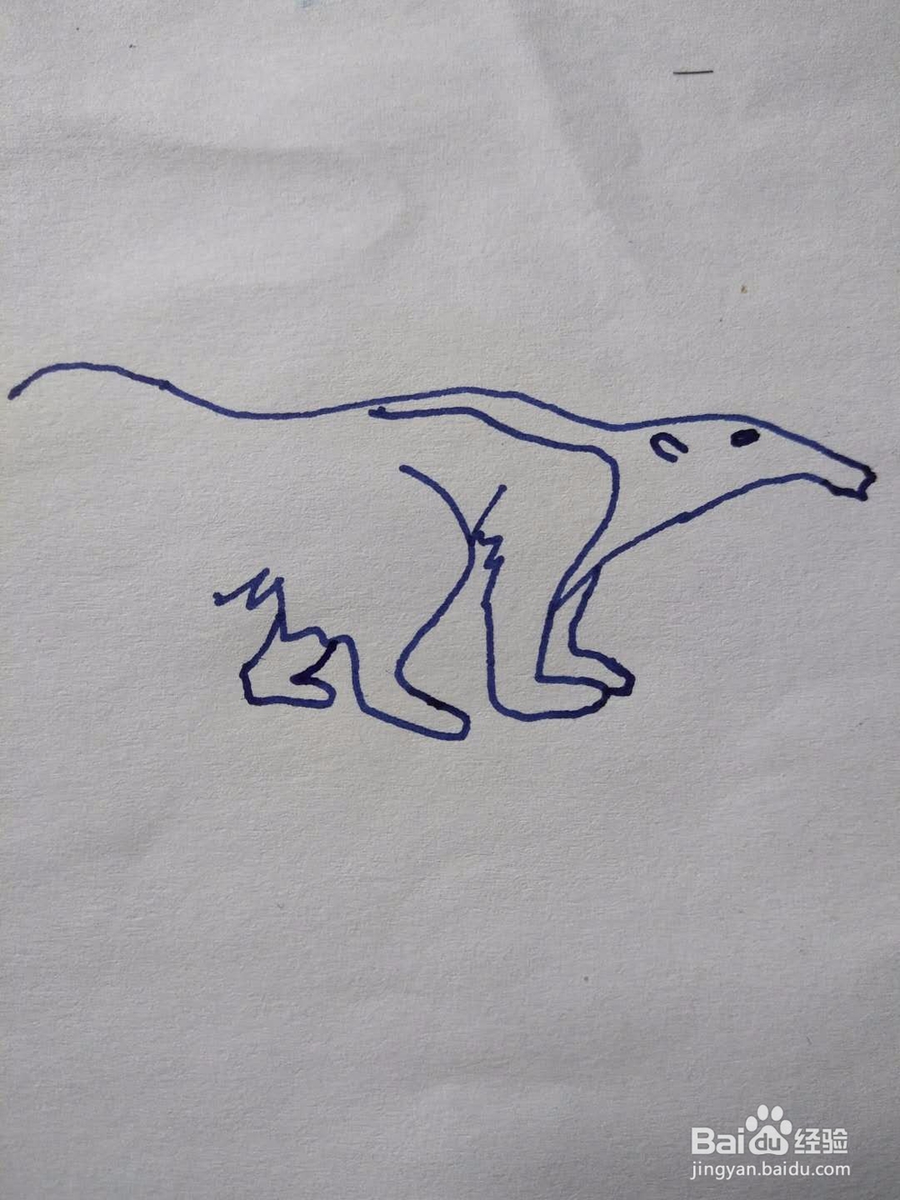 简笔画之食蚁兽
