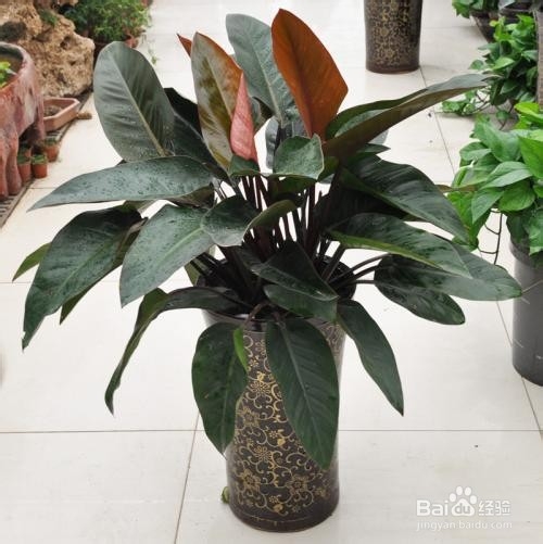 红钻植物怎么繁殖