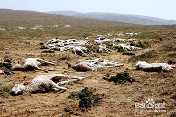 洪涝过后怎样预防肠道传染病的发生?