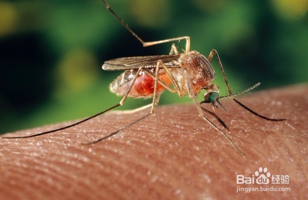 <b>常见蚊子种类</b>