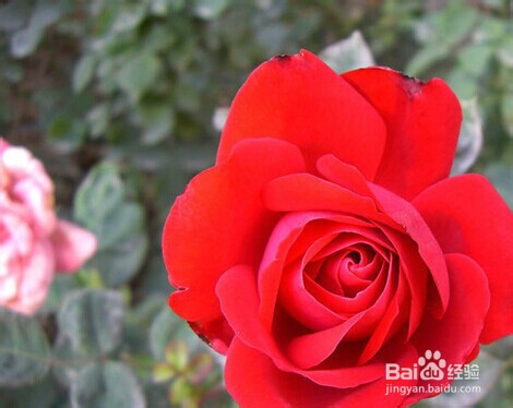 月季长虫了怎么办？