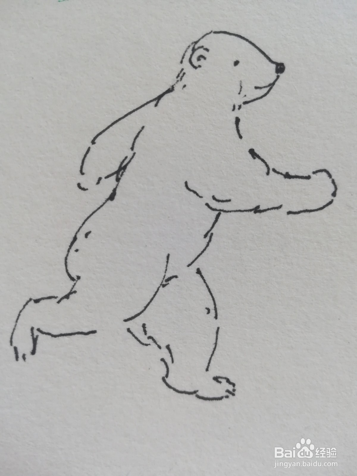 怎么画奔跑的北极熊