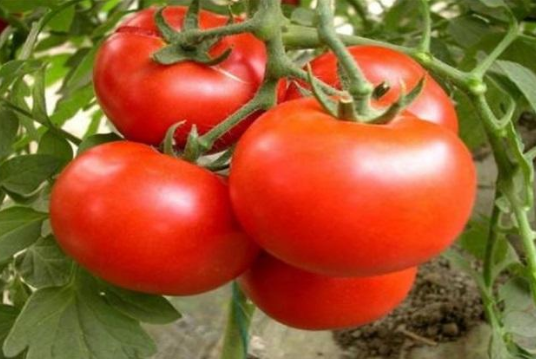 为什么西红柿汁不能多喝