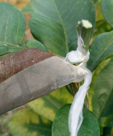 柚子树怎样嫁接