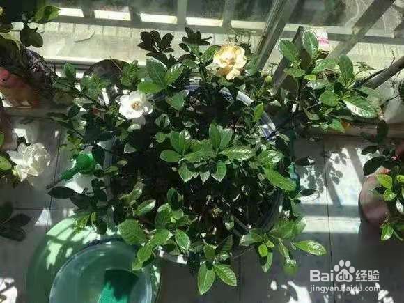 3种花比香水好闻，随便养1盆，异味跑光光