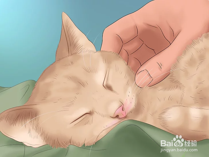 3种正确方法教你如何撸猫（图文教程）？