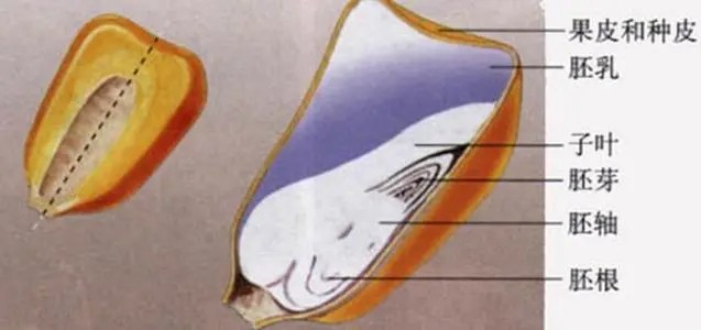 在玉米种子的纵剖面上滴加碘液变蓝色的部分是（　　）    A．胚根  B．子叶  C．胚乳  D．胚