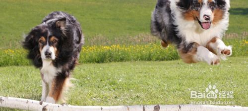 牧羊犬如何牧羊 百度经验