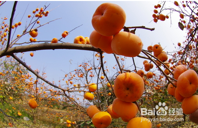 预防痔疮,应该吃那些水果?