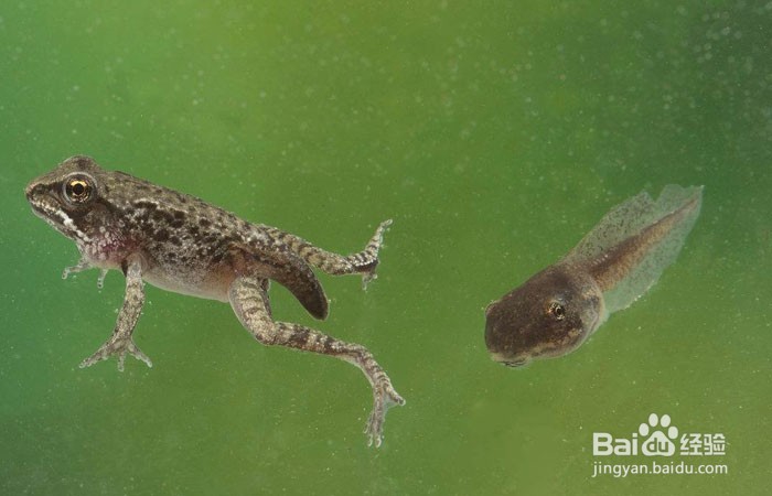 蝌蚪在水里怎么游