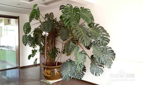 龟背竹如何快速开背