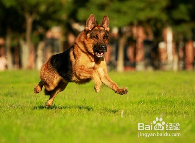 自制狗狗营养餐之牛肉蔬菜饭