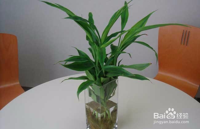 水培富贵竹要领