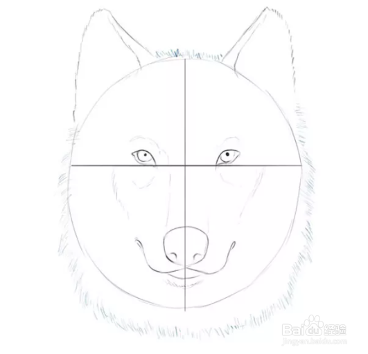 如何画狼的面部