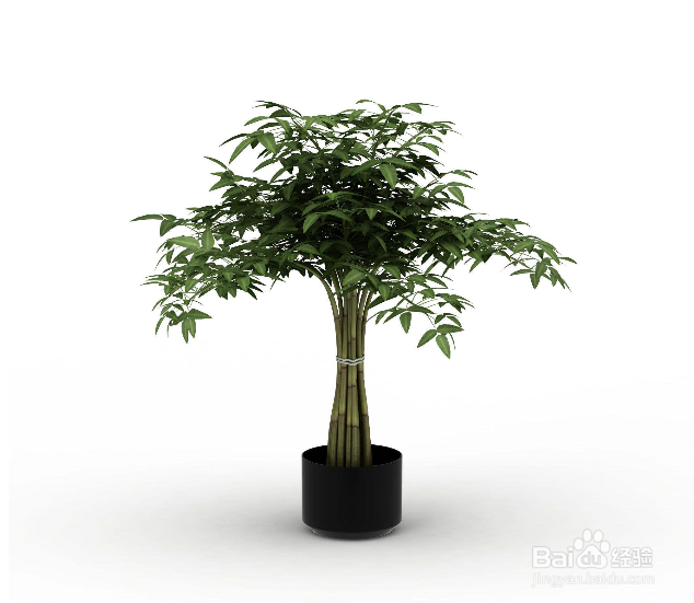 春季给植物换盆该注意些什么？