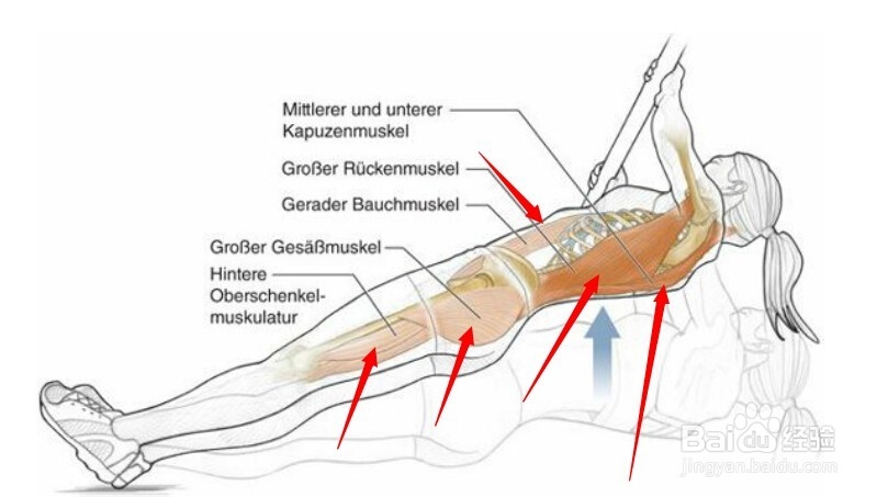 高尔夫球训练：[21]相关肌肉图解21