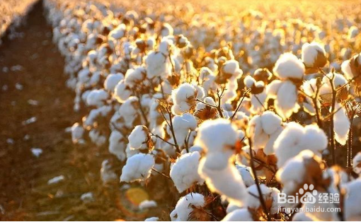棉花的种植季节和生长特点及作用
