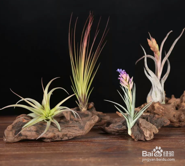 空气凤梨怎么繁殖