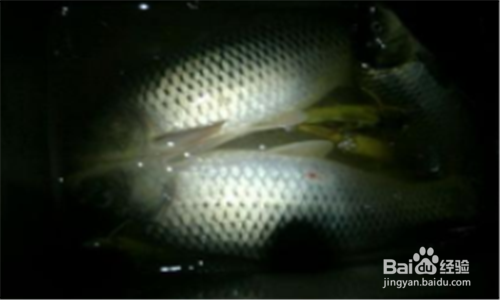 春季夜钓鲤鱼技巧