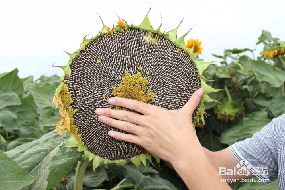 种向日葵怎样防治烂头病？