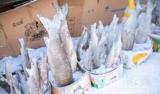 来哈尔滨不得不做的事