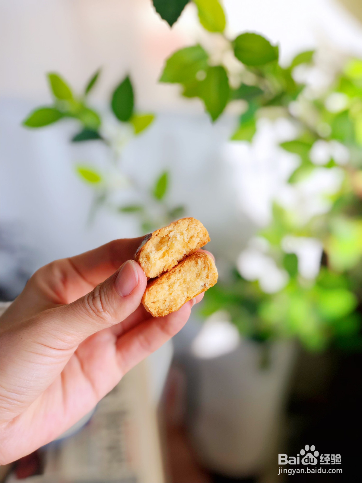 椰香提子奶酥饼干的做法