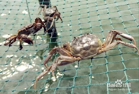 六月黄大闸蟹是什么蟹?哪里的六月黄好?