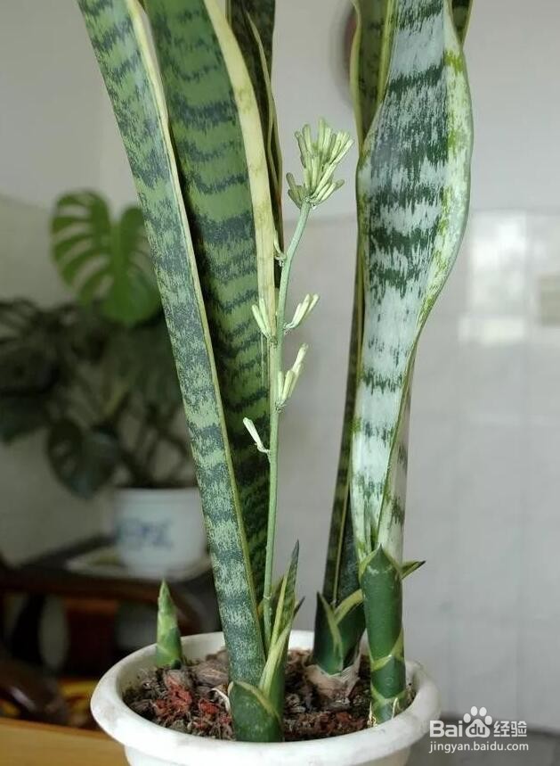 金边虎皮兰夏天怎么养