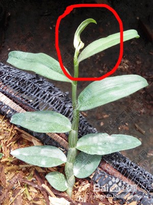 铁皮石斛种植管理中出现的几种典型异常情况
