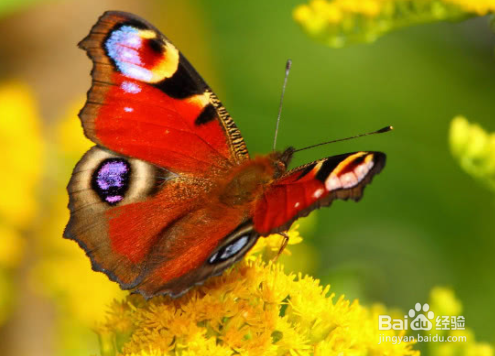 蝴蝶翅膀上的粉末有什么作用