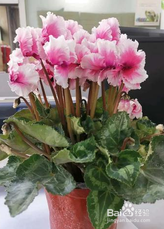 花怎么养才不会枯萎