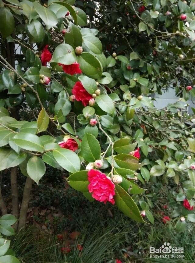 衣物清洗小妙招,很实用哦。