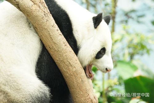 大熊猫是怎样生活的