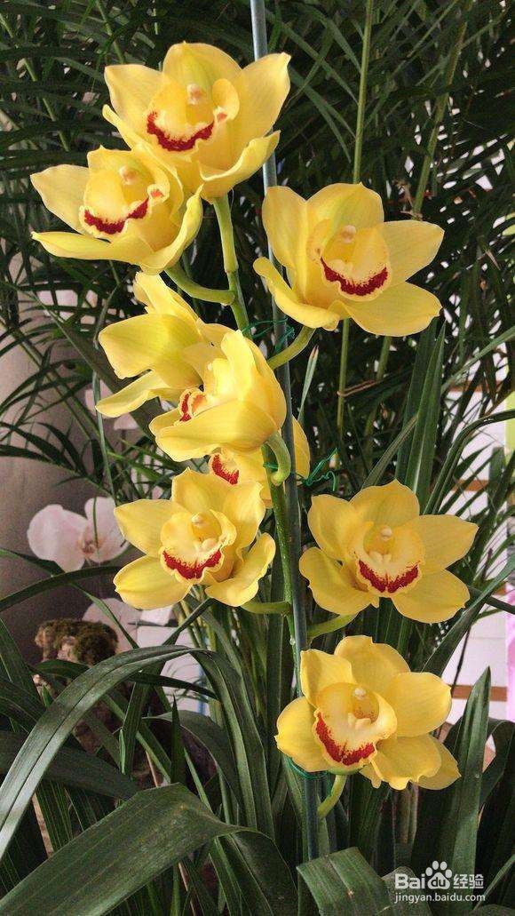 十几年养大花蕙兰经验分享