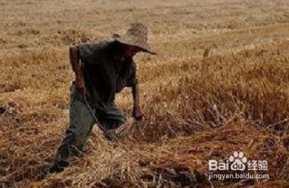 老白姓怎么赚钱？