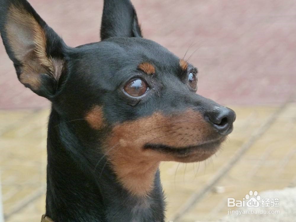 怎么给小鹿犬洗澡
