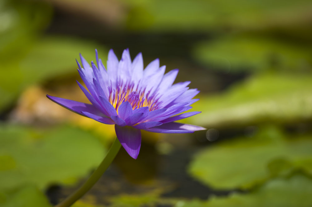 紫色睡莲怎么养