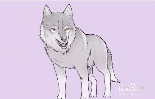 怎么画狼的简笔画 百度经验