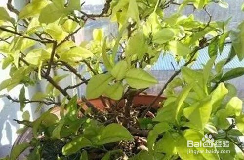 花叶子发黄是什么原因