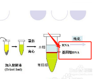 分离核糖体的实验步骤