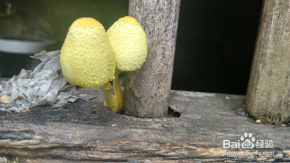 识别毒蘑菇的方法与技巧