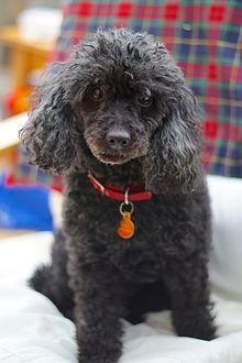 茶杯犬怎么样？