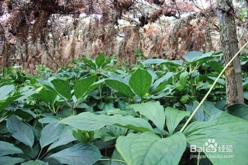 重楼种植技术方法