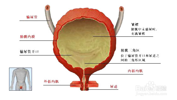 膀胱癌系列指南：[2]膀胱癌的症状及诊断方法